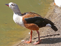 Orinoco Goose